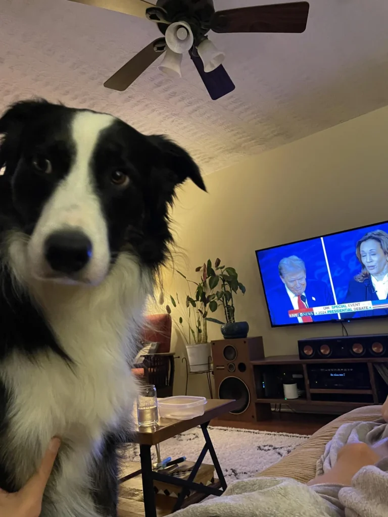 dog reactions when trump said theyre eating the pets during v0 182au38mh6od1